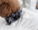 High Society Dog Sweater
